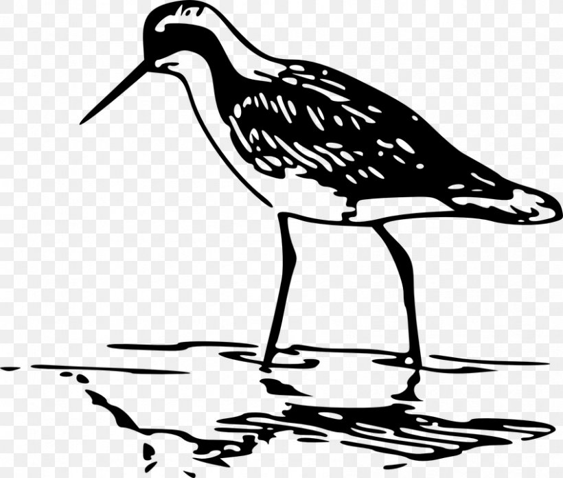 Wader Water Bird Phalarope Clip Art, PNG, 848x720px, Wader, Artwork, Beak, Bird, Black And White Download Free