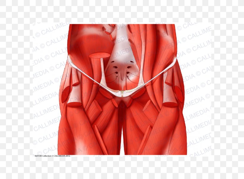 Adductor Muscles Of The Hip Adductor Muscles Of The Hip Human Anatomy Coronal Plane, PNG, 600x600px, Watercolor, Cartoon, Flower, Frame, Heart Download Free