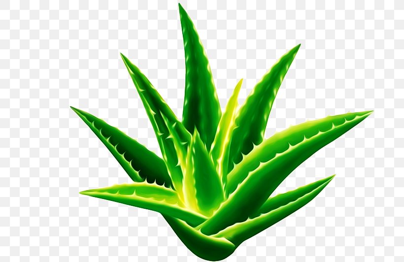 Aloe Vera Seed Sansevieria Cylindrica Gel Plant, PNG, 710x532px, Aloe Vera, Aloe, Chlorophytum Comosum, Extract, Fruit Download Free