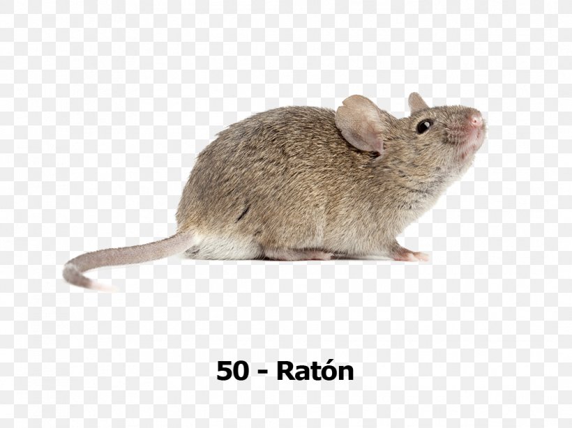 Computer Mouse Stock Photography, PNG, 1068x800px, Computer Mouse, Can Stock Photo, Chinchilla, Depositphotos, Depth Of Field Download Free