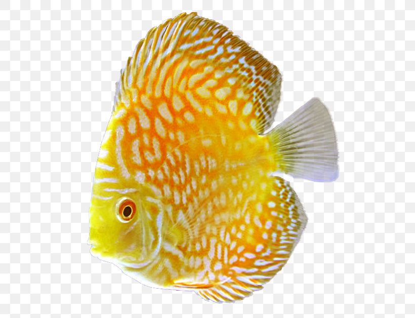 Discus Goldfish Tropical Fish, PNG, 583x628px, Discus, Aquarium, Coral Reef Fish, Fish, Freshwater Fish Download Free