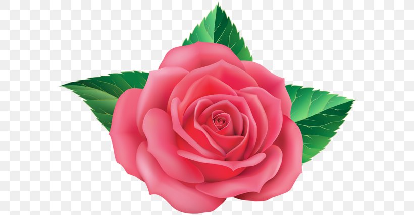 Garden Roses Floribunda Cabbage Rose Blue Rose, PNG, 600x427px, Garden Roses, Blue, Blue Rose, Cabbage Rose, Camellia Download Free