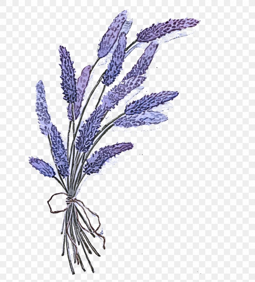 Lavender, PNG, 888x983px, Flower, Egyptian Lavender, English Lavender, Fernleaf Lavender, Flowering Plant Download Free