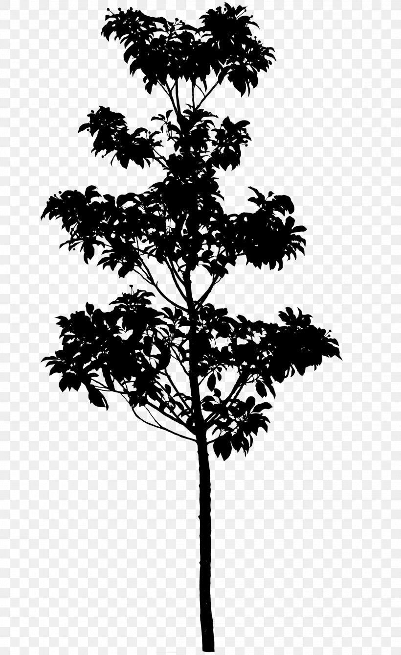Silhouette Pine Tree Longstalk Holly Photography, PNG, 2336x3810px, Silhouette, Black And White, Branch, Conifer, Copyright Download Free