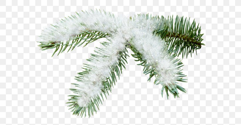 Spruce Fir Pine Branch Tree, PNG, 600x424px, Spruce, Branch, Christmas Day, Christmas Ornament, Christmas Tree Download Free