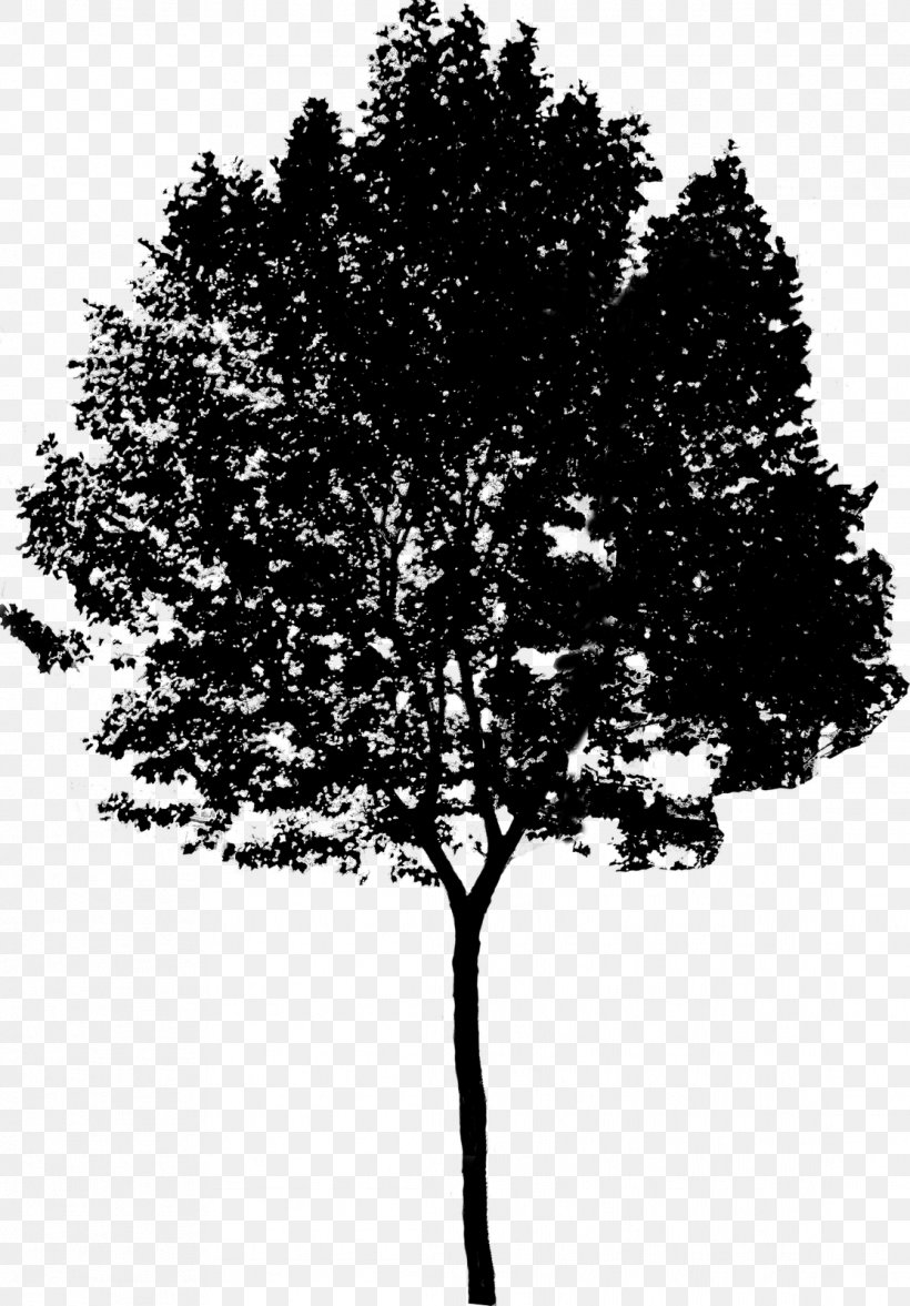 Architectural Rendering Tree Architecture, PNG, 1114x1600px, Architectural Rendering, Architectural Drawing, Architecture, Blackandwhite, Branch Download Free