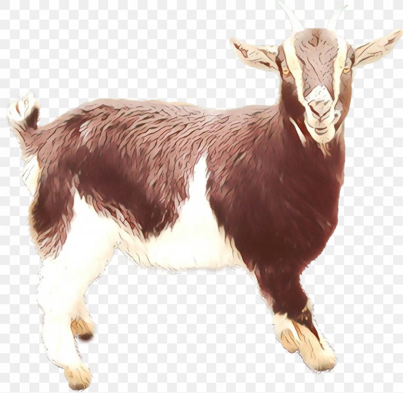 Feral Goat Cattle Mammal, PNG, 850x831px, Goat, Animal, Cattle, Cowgoat Family, Fauna Download Free