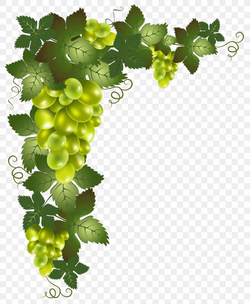 Grapevines Clip Art, PNG, 4251x5163px, Vine, Flowering Plant, Food, Fruit, Gooseberry Download Free