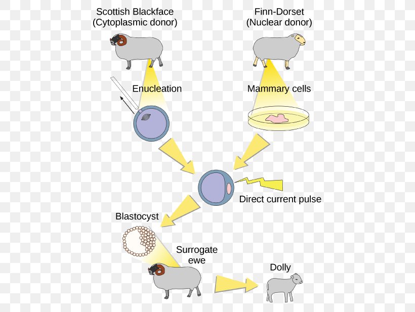 Sheep Dolly Cloning Genetics Science, PNG, 471x617px, Sheep, Area, Biology, Cell, Cloning Download Free
