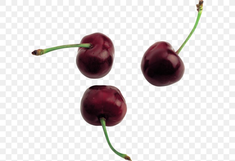 Sweet Cherry Cerasus Clip Art, PNG, 600x564px, Cherry, Berry, Cerasus, Food, Fruit Download Free