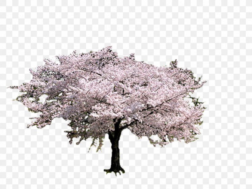 Tree Cherry Blossom Photobucket, PNG, 1024x768px, Tree, Album, Blossom, Branch, Celery Download Free