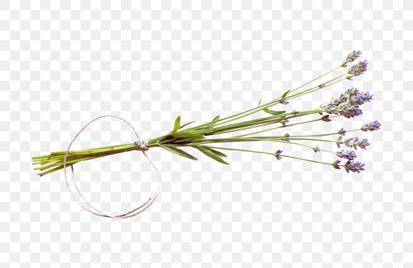 Twig Plant Stem Flower Lavender, PNG, 800x531px, Twig, Branch, Flower, Grass, Lavender Download Free