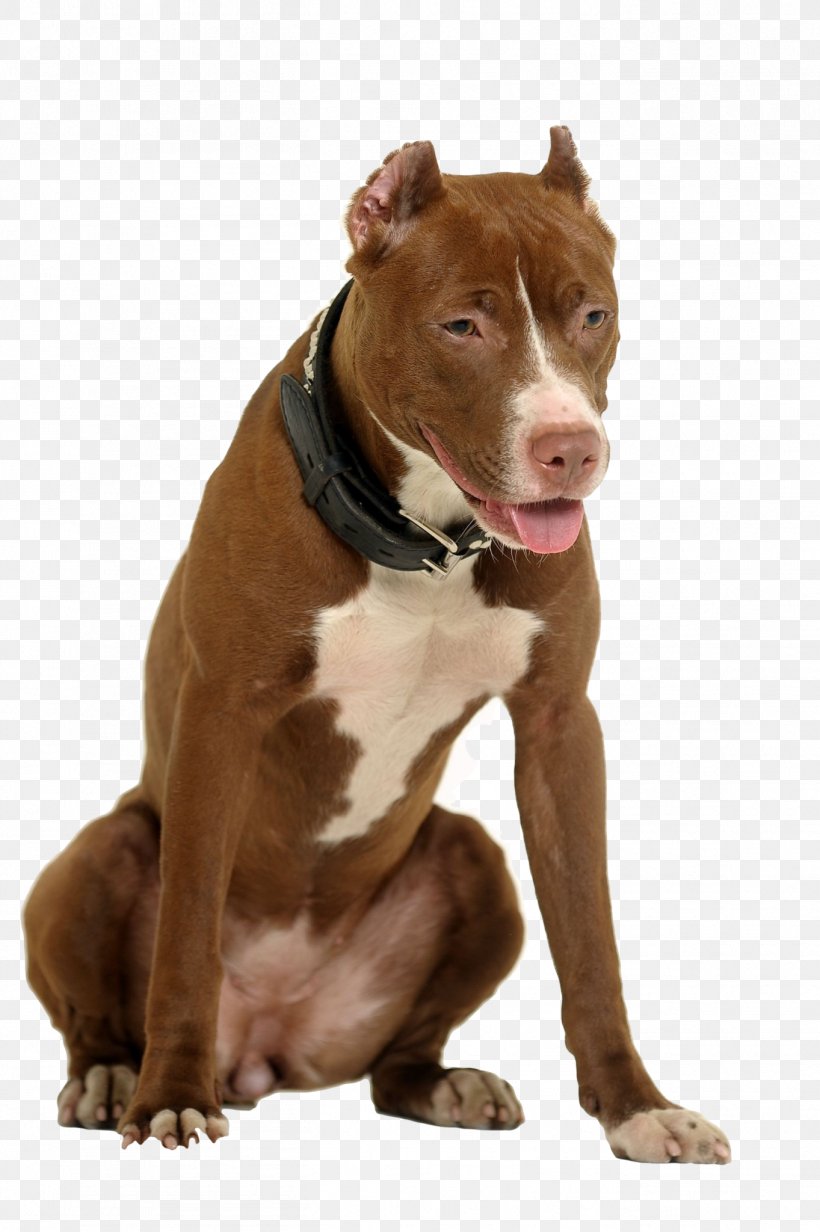 American Pit Bull Terrier Dog Breed American Staffordshire Terrier Staffordshire Bull Terrier, PNG, 1363x2048px, American Pit Bull Terrier, American Staffordshire Terrier, Bull, Bull Terrier, Carnivoran Download Free