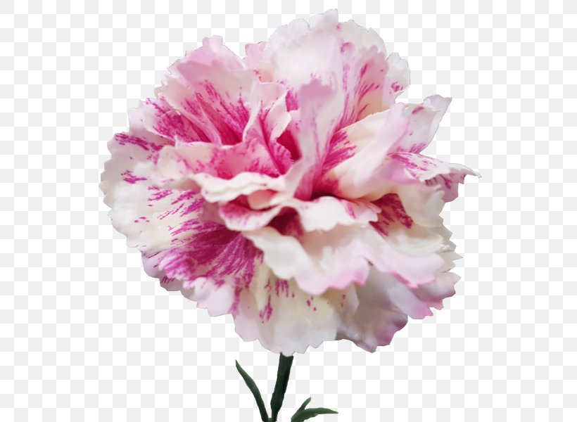 Carnation Cabbage Rose Peony Cut Flowers Petal, PNG, 800x600px, Carnation, Cabbage Rose, Cut Flowers, Dianthus, Flower Download Free
