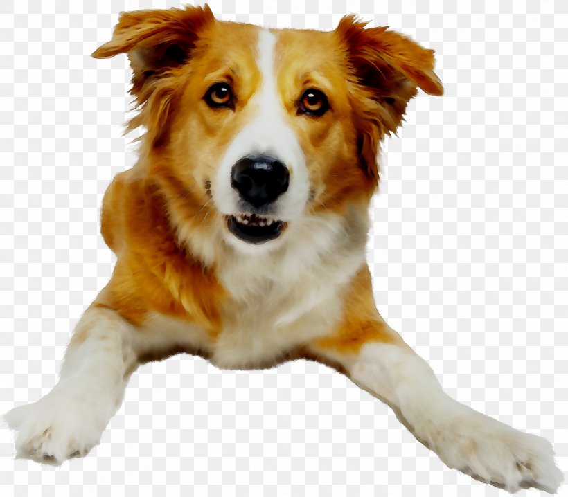 Dog Breed Cirrhosis Pharmaceutical Drug Liver Therapy, PNG, 3355x2938px, Dog Breed, Alanine Transaminase, Aspartate Transaminase, Australian Shepherd, Border Collie Download Free