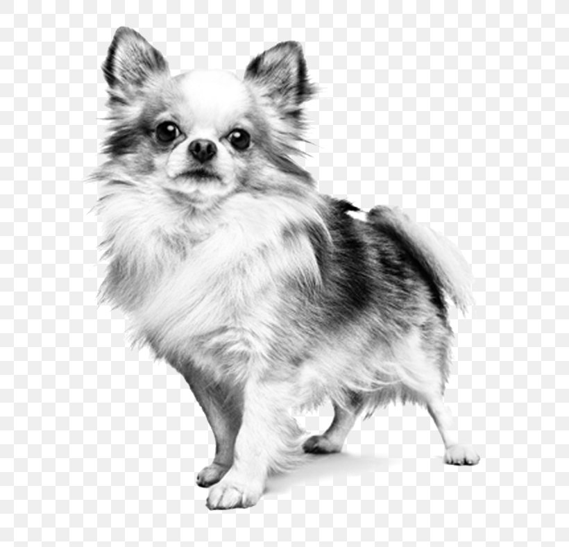 German Spitz Klein Chihuahua Pomeranian Dog Breed Puppy, PNG, 620x788px ...
