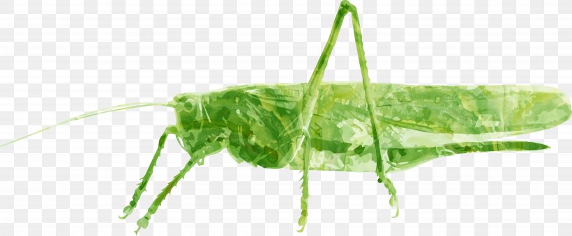 Grasshopper Caelifera Insect Tettigonia Viridissima, PNG, 5099x2109px, Grasshopper, Caelifera, Cricket Like Insect, Gafanhotoverde, Grass Download Free