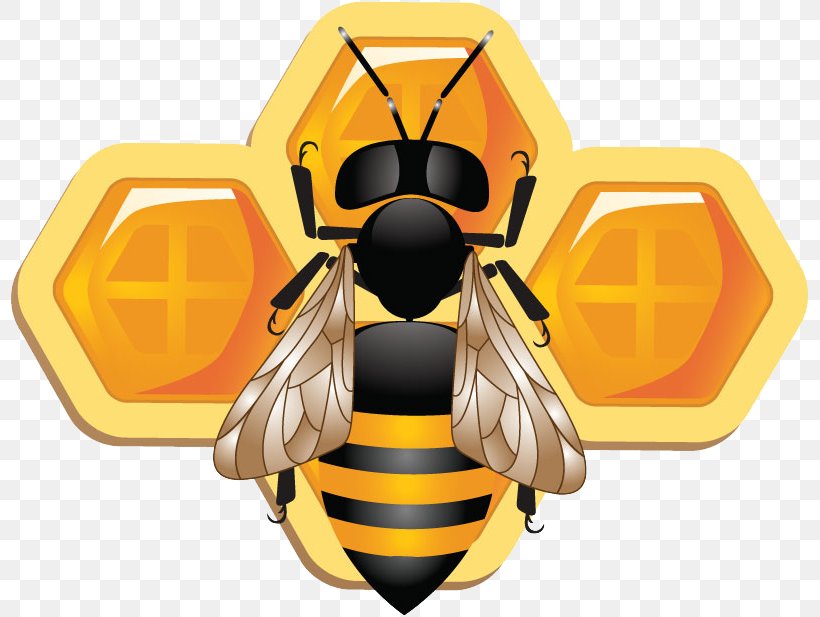 Honey Bee Insect Honeycomb, PNG, 800x617px, Bee, Arthropod, Beehive, Bumblebee, Eyewear Download Free