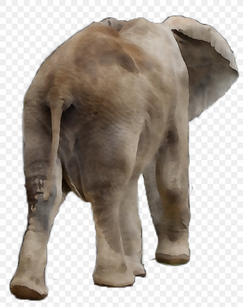 Indian Elephant African Elephant Terrestrial Animal Snout, PNG, 1026x1296px, Indian Elephant, African Elephant, Animal, Animal Figure, Elephant Download Free