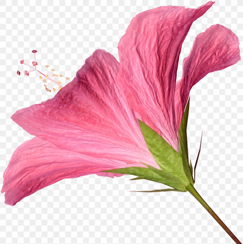 Pink Flowers Clip Art, PNG, 1015x1018px, Flower, Flowering Plant, Herbaceous Plant, Hibiscus, Lilium Download Free