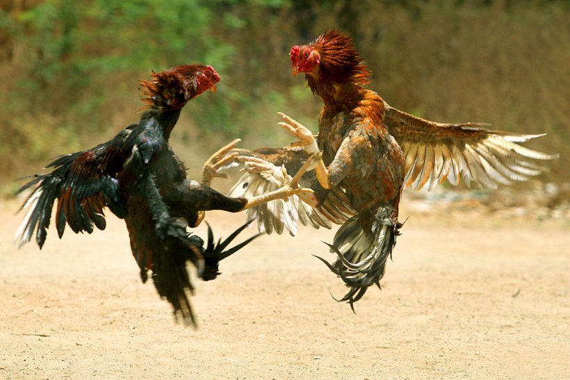 Asil Chicken Phoenix Chicken Tamil Nadu Visakhapatnam Cockfight, PNG, 1686x1125px, Asil Chicken, Battle, Beak, Bird, Chicken Download Free