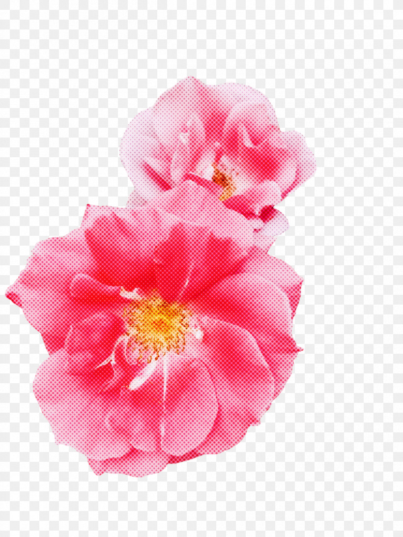 Garden Roses, PNG, 1200x1600px, Cabbage Rose, Camellia, Childrens Film, Cut Flowers, Family Download Free