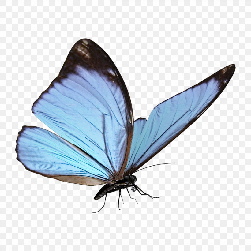 Gossamer-winged Butterflies Insects Brush-footed Butterflies Moth Stx Eu.tm Energy Nr Dl, PNG, 2289x2289px, Gossamerwinged Butterflies, Brushfooted Butterflies, Insects, Microsoft Azure, Moth Download Free