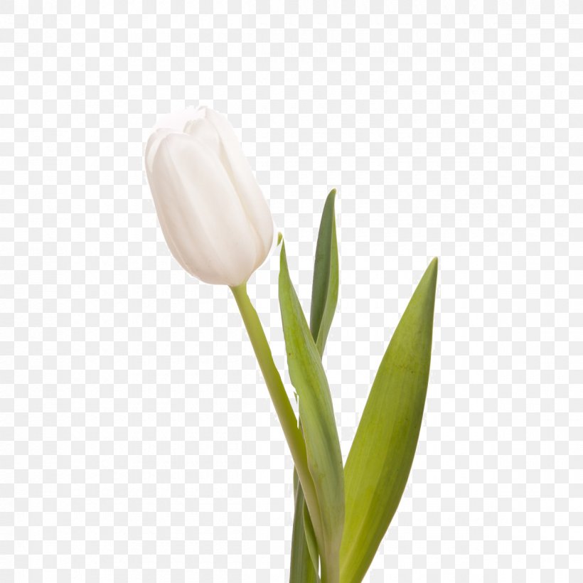 Indira Gandhi Memorial Tulip Garden Flower Bouquet White, PNG, 1200x1200px, Tulip, Blue, Bud, Cut Flowers, Flower Download Free