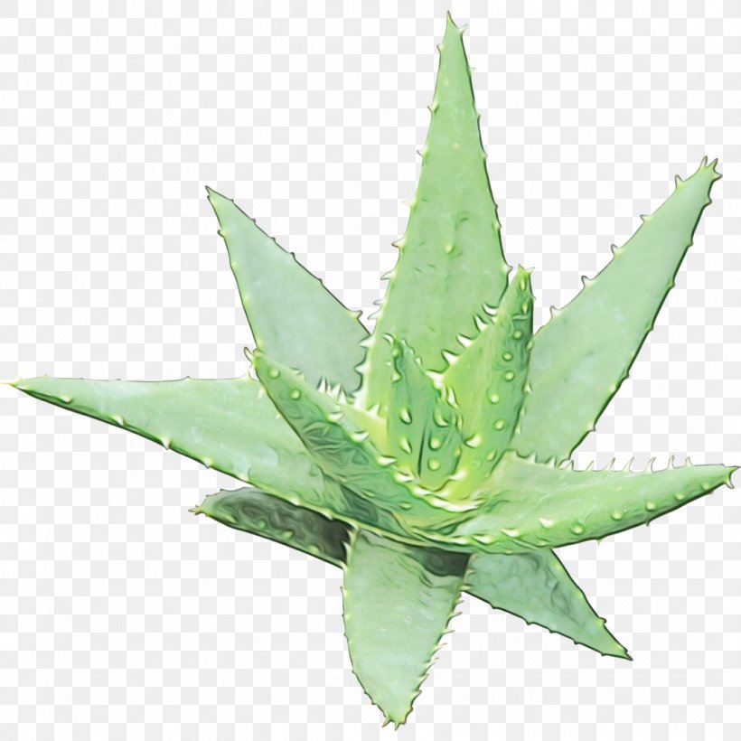 Aloe Vera Leaf, PNG, 1073x1073px, Aloe Vera, Agave, Agave Tequilana, Aloe, Aloes Download Free