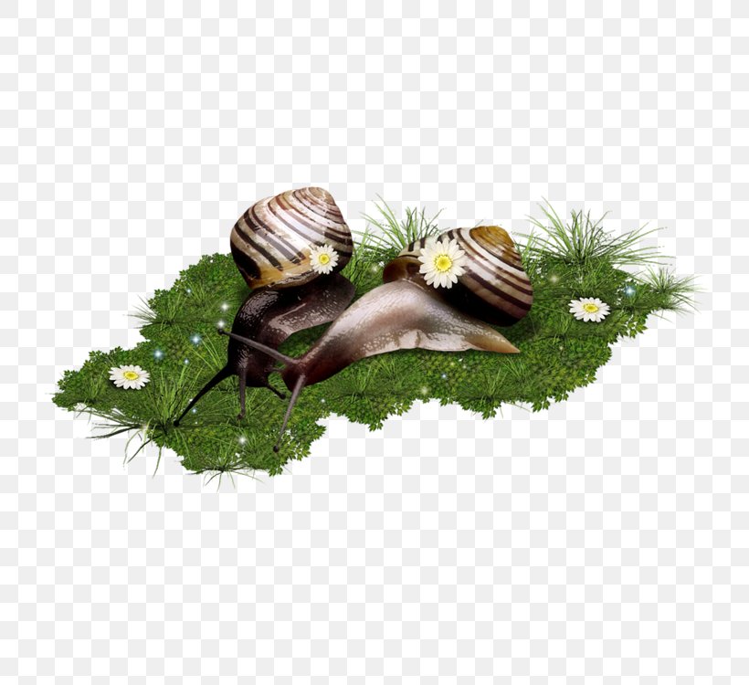 Escargot Snail Clip Art, PNG, 750x750px, Escargot, Blog, Bxe0i Giu1ea3ng U0111iu1ec7n Tu1eed, Caracol, Centerblog Download Free