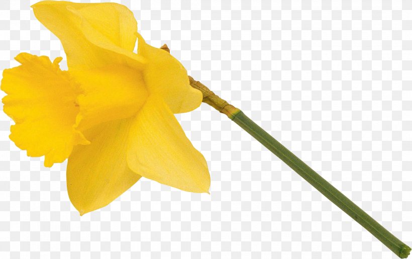 Narcissus Flowering Plant Petal Plant Stem, PNG, 2120x1334px, Narcissus, Amaryllis, Amaryllis Family, Family, Flower Download Free