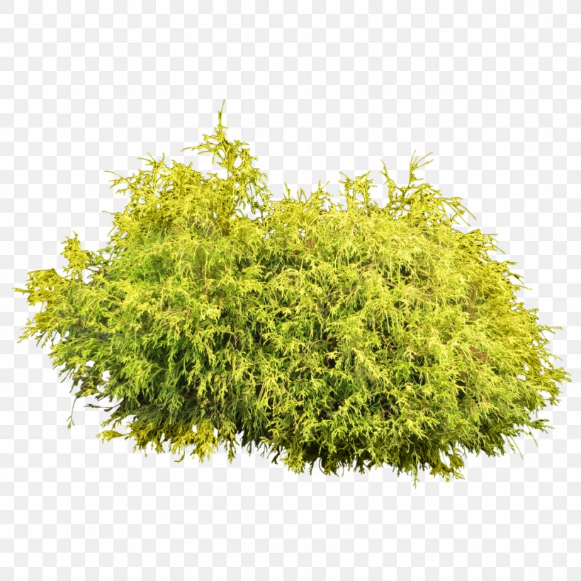 Shrub Tree Clip Art, PNG, 1024x1024px, Shrub, Evergreen, Grass, Image File Formats, Photoscape Download Free