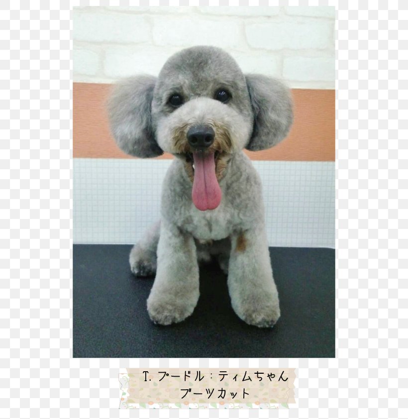 Standard Poodle Miniature Poodle Schnoodle Goldendoodle Spanish Water Dog, PNG, 595x842px, Standard Poodle, Breed, Carnivoran, Companion Dog, Dog Download Free