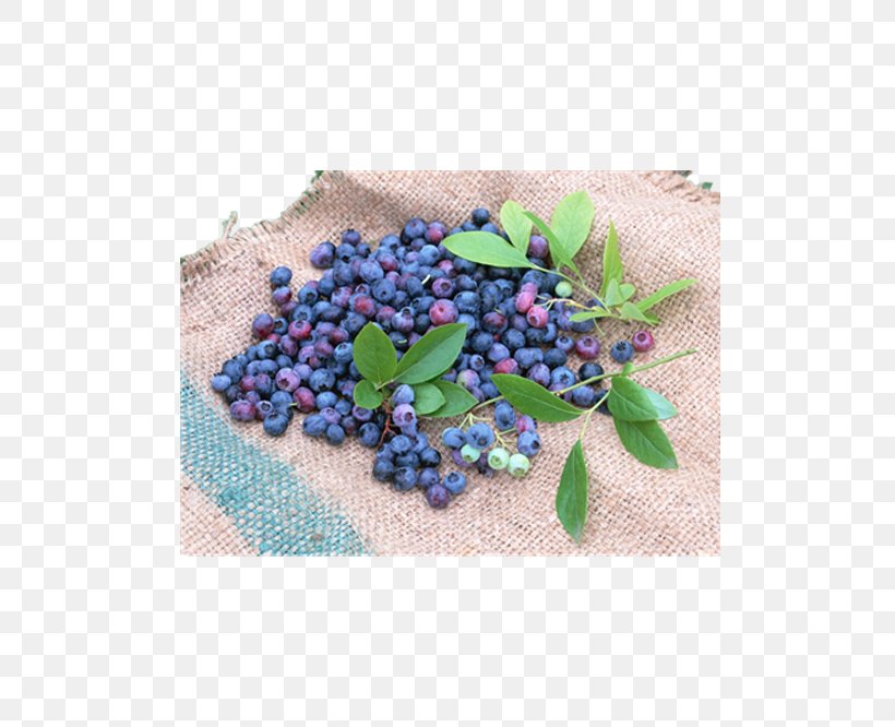 Blueberry Fruit Seed Vaccinium Corymbosum, PNG, 500x666px, Berry, Anthocyanin, Antioxidant, Bilberry, Blueberry Download Free