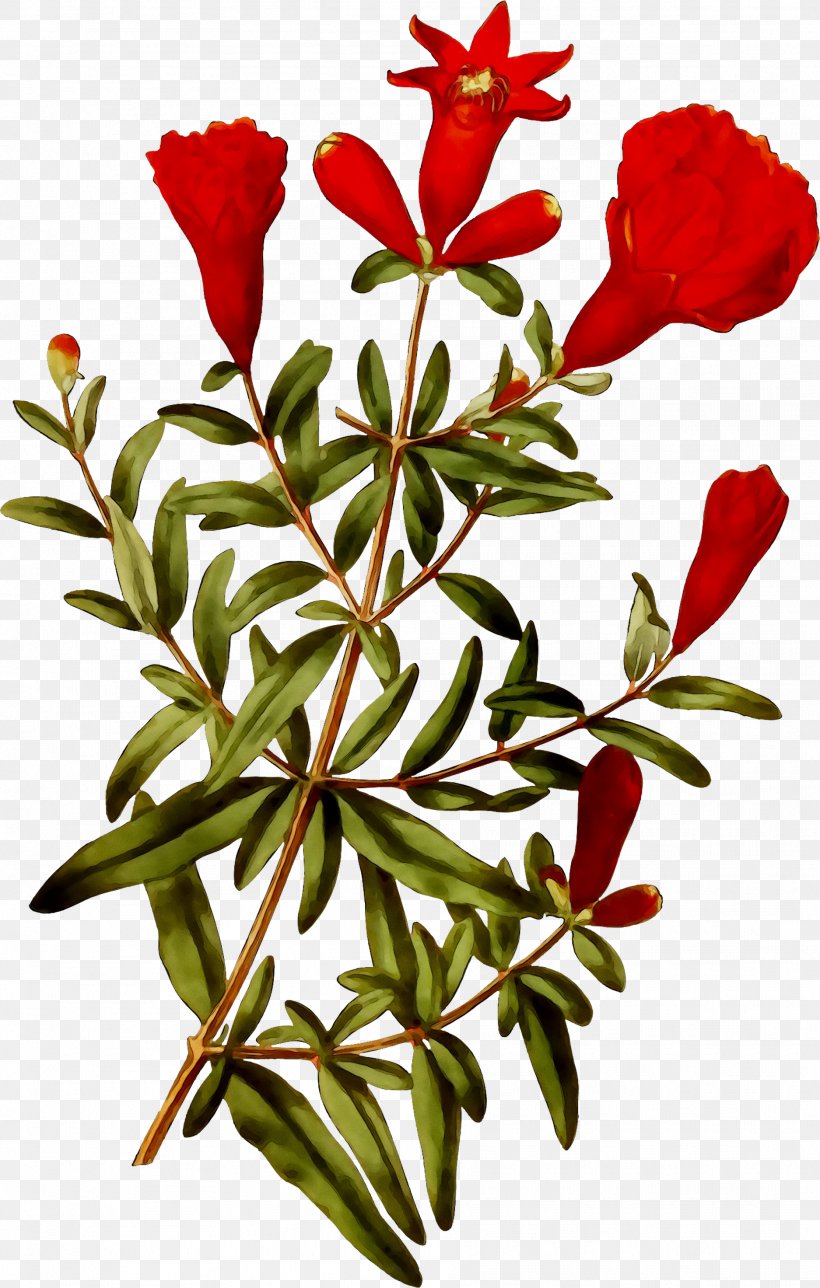 Cut Flowers Floral Design Plant Stem Leaf, PNG, 1874x2945px, Cut Flowers, Botany, Floral Design, Flower, Flowering Plant Download Free