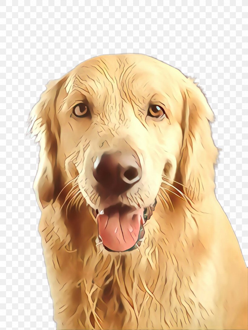 Dog Golden Retriever Retriever Sporting Group Companion Dog, PNG, 1736x2304px, Cartoon, Companion Dog, Dog, Golden Retriever, Retriever Download Free