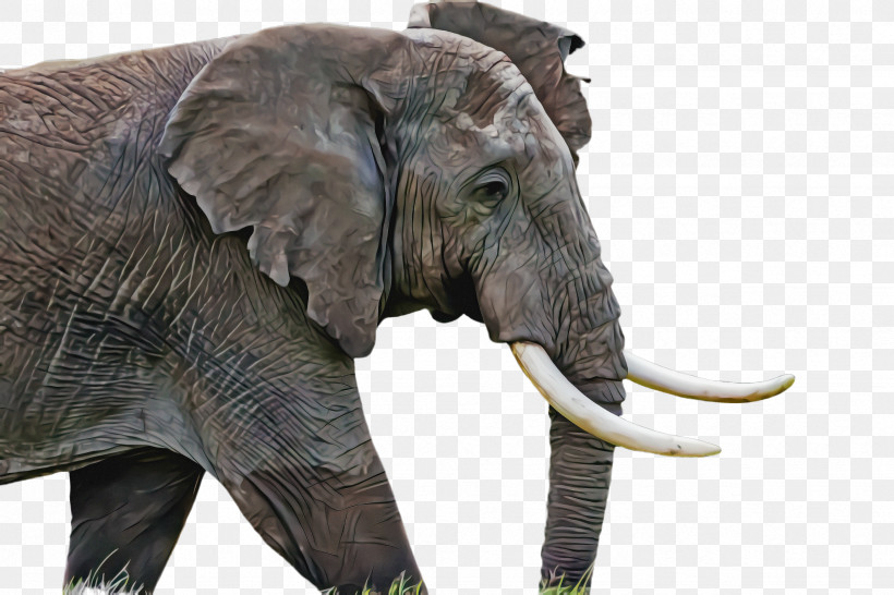 Indian Elephant, PNG, 2448x1632px, Elephant, African Elephant, Animal Figure, Indian Elephant, Snout Download Free