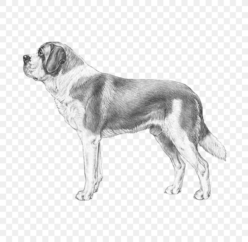 Dog Breed St. Bernard Puppy Cane Corso German Pinscher, PNG, 800x800px, Dog Breed, Black And White, Breed, Cane Corso, Carnivoran Download Free
