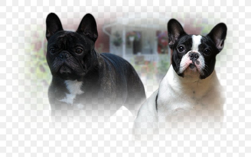 French Bulldog Toy Bulldog Dog Breed Companion Dog, PNG, 757x514px, French Bulldog, Breed, Bulldog, Carnivoran, Companion Dog Download Free
