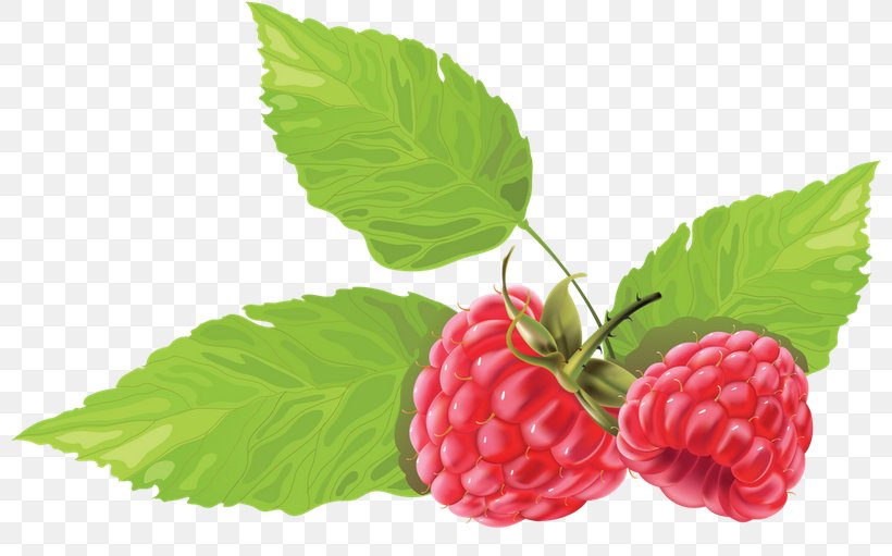 Juice Blue Raspberry Flavor Berries Clip Art, PNG, 800x511px, Juice, Accessory Fruit, Alpine Strawberry, Berries, Berry Download Free