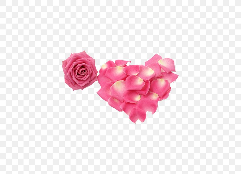 Rose Petal Flower, PNG, 591x591px, Rose, Flower, Garden Roses, Heart, Magenta Download Free