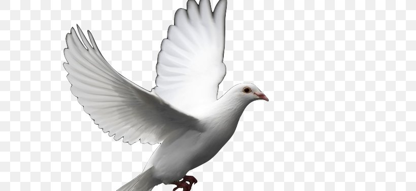 Columbidae Doves As Symbols Bird Release Dove Clip Art, PNG, 720x378px, Columbidae, Beak, Bird, Doves As Symbols, Feather Download Free