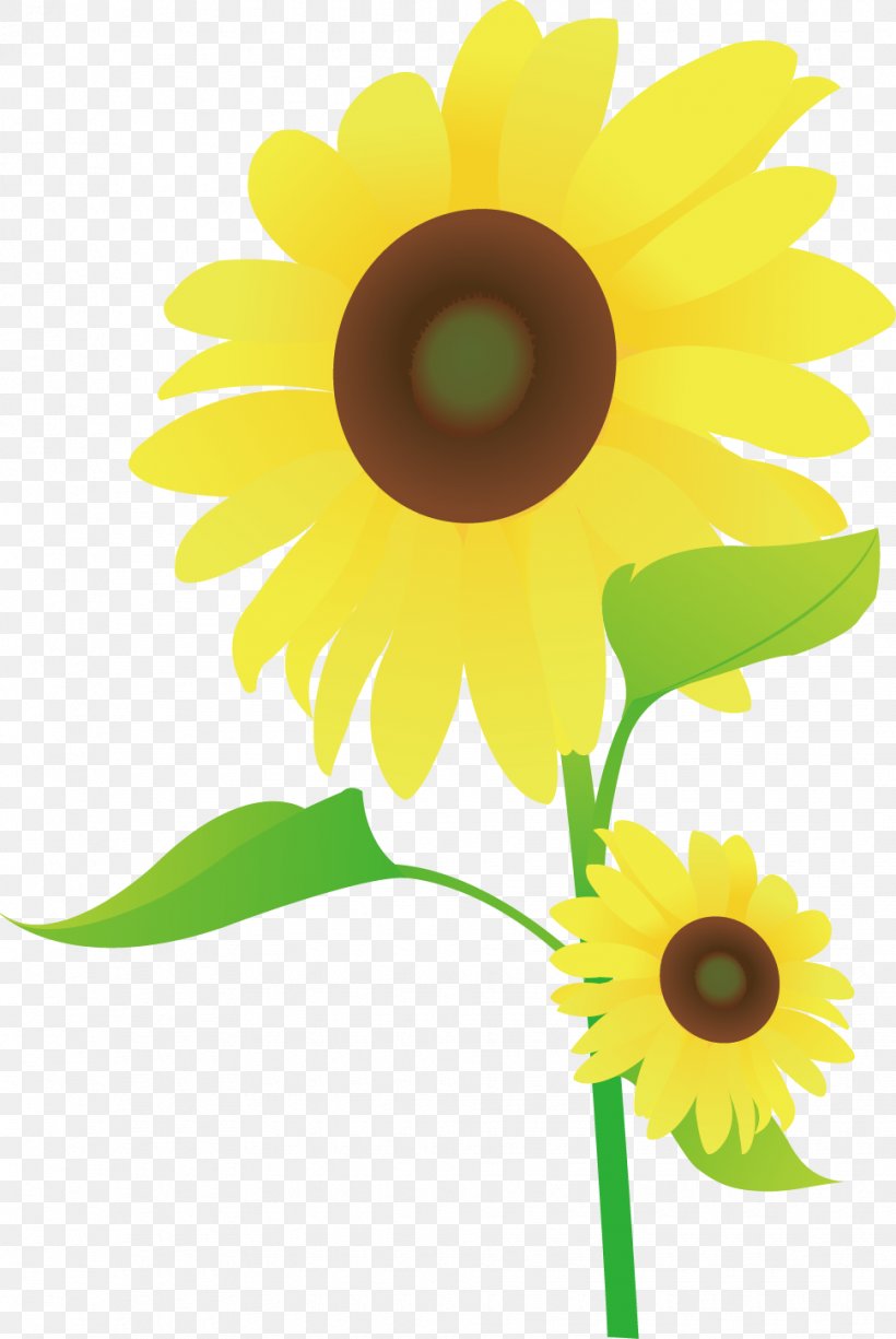 Common Sunflower Drawing Animation Cartoon Dessin Animxe9, PNG, 970x1450px, Common Sunflower, Animation, Cartoon, Daisy Family, Dessin Animxe9 Download Free