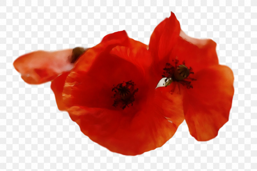 Flower Petal Coquelicot 0jc The Poppy Family, PNG, 1280x853px, Watercolor, Biology, Coquelicot, Flower, Paint Download Free