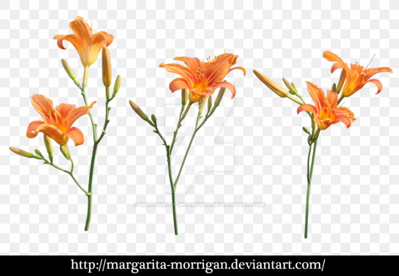 Margarita Orange Lily Plants Flower Branch Of Apple Blossoms, PNG, 900x624px, Margarita, Art, Branch Of Apple Blossoms, Cut Flowers, Daylily Download Free