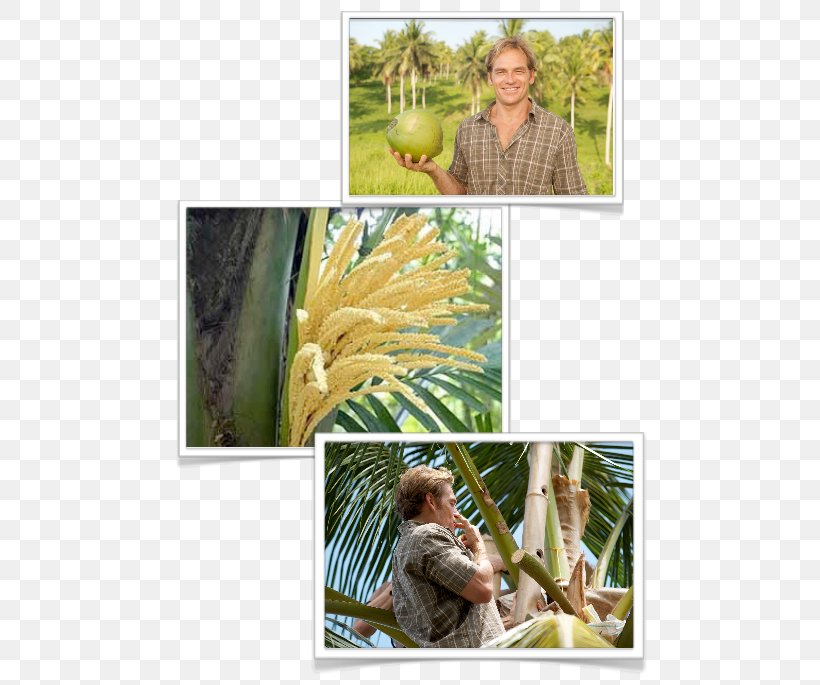 Tropical Fruit Coconut Banana Tropics, PNG, 490x685px, Tropical Fruit, Banana, Coconut, Commodity, Flora Download Free