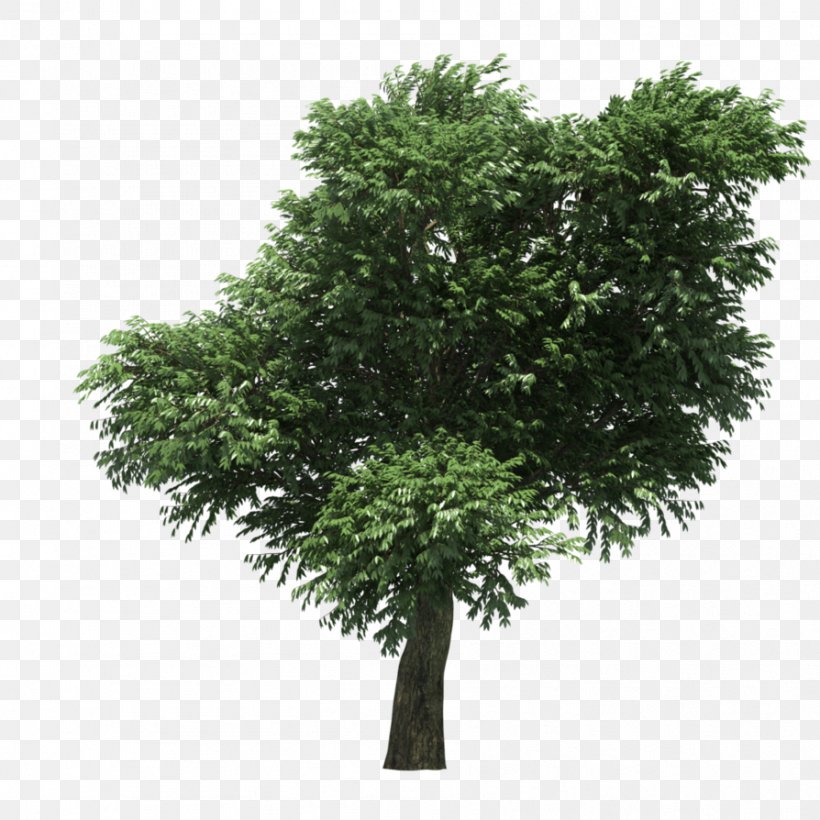 3D Computer Graphics Tree Pacific Madrone 3D Modeling Illustration, PNG, 894x894px, 3d Computer Graphics, 3d Modeling, 3d Rendering, Branch, Cgtrader Download Free