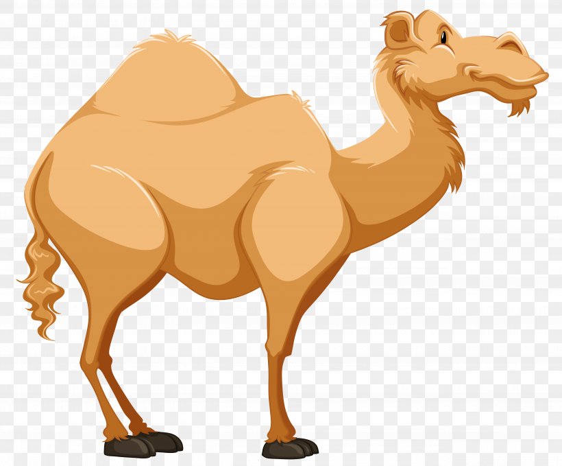 Dromedary Vector Graphics Clip Art Cartoon, PNG, 5136x4257px, Dromedary, Animal Figure, Arabian Camel, Camel, Camel Like Mammal Download Free