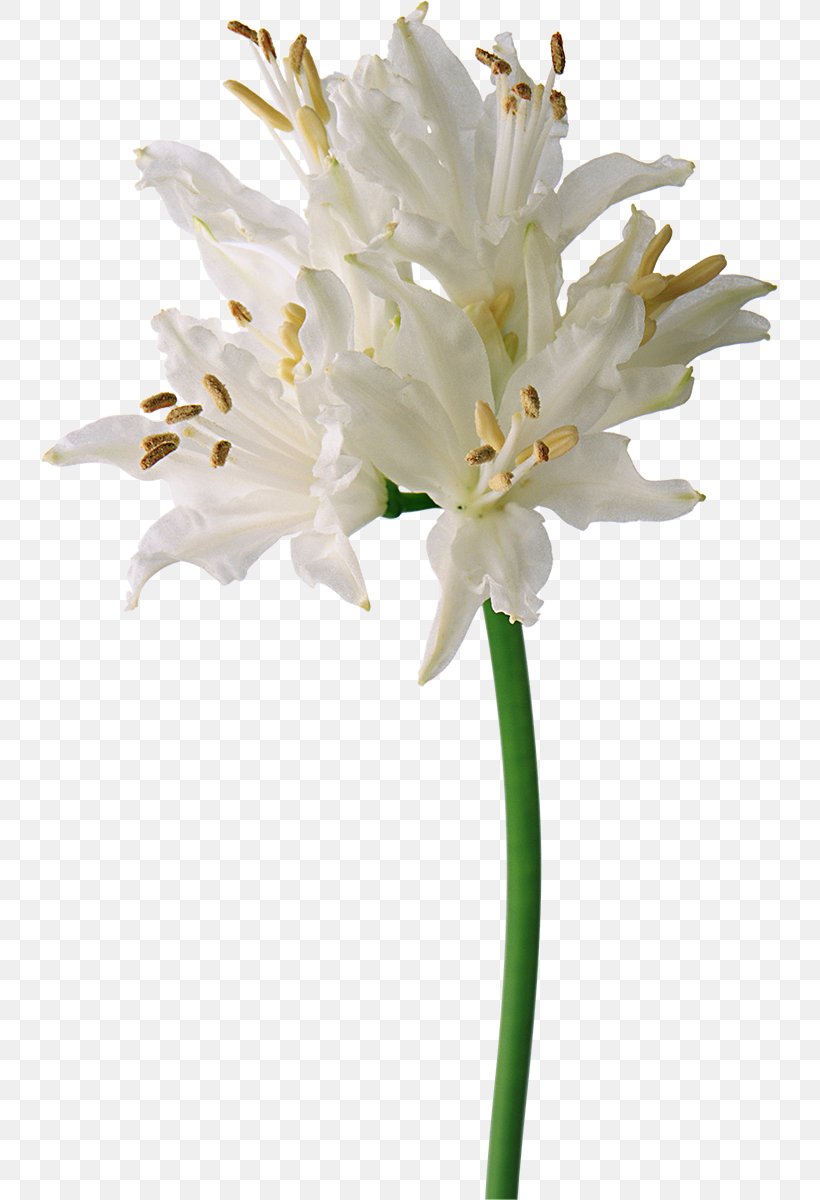 Flower White, PNG, 737x1200px, Flower, Amaryllis Belladonna, Amaryllis Family, Cdr, Color Download Free