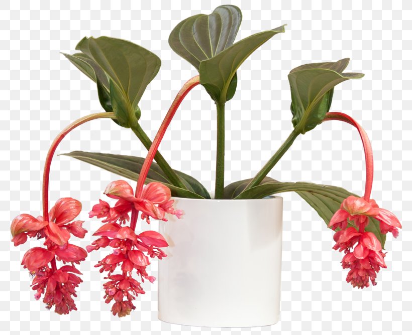 Medinilla Magnifica Houseplant Bathroom Cut Flowers, PNG, 800x668px, Medinilla Magnifica, Bathroom, Cactaceae, Closet, Cut Flowers Download Free